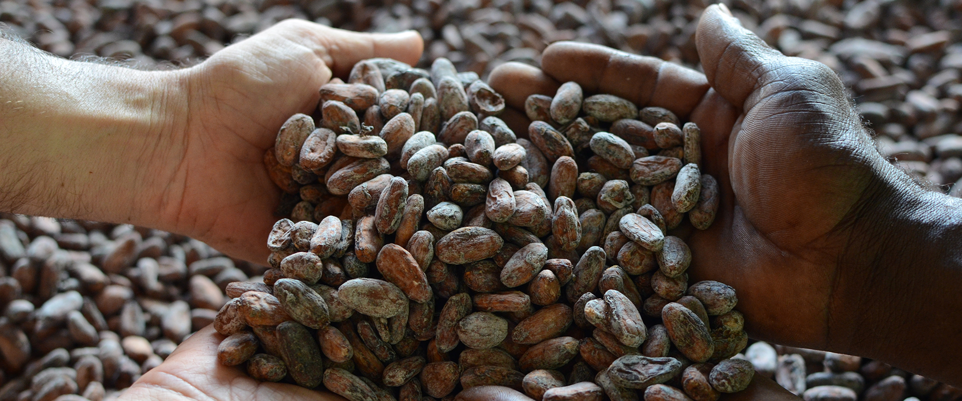 cacao corretto ecuador mani tese 2019