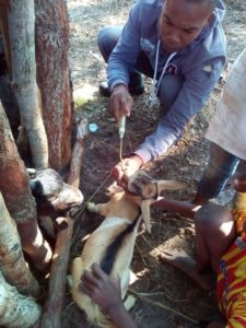 vaccinazione capre cure veterinarie mozambico mani tese 2019